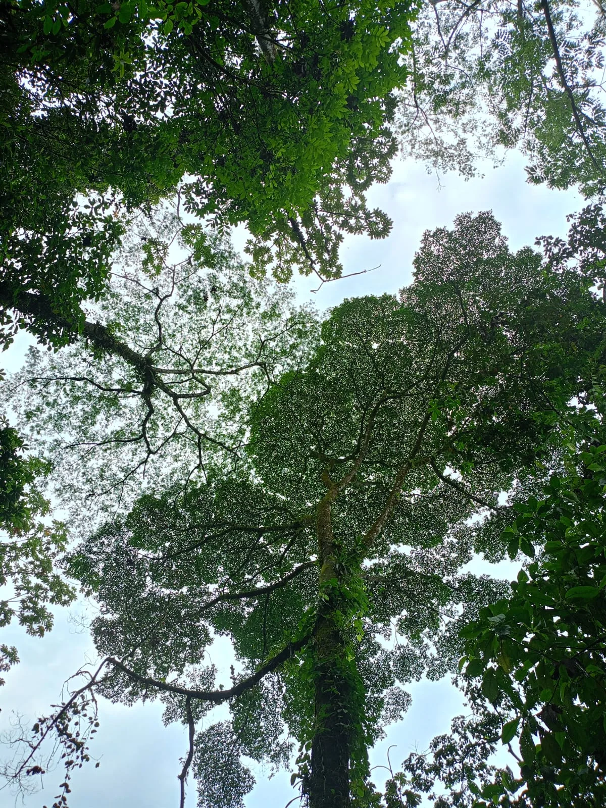 Veragua Rainforest, Sky Gondola & Canals