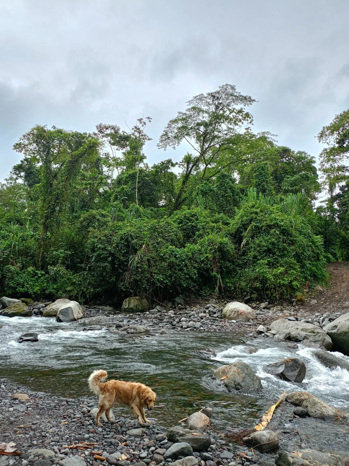 Rocky rainforest river near Guápiles