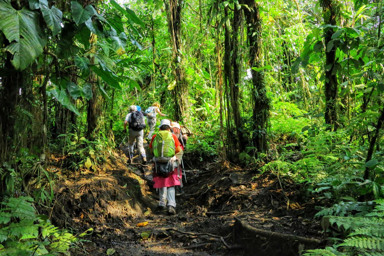 LoaTours guests hiking through a Costa Rica rainforest