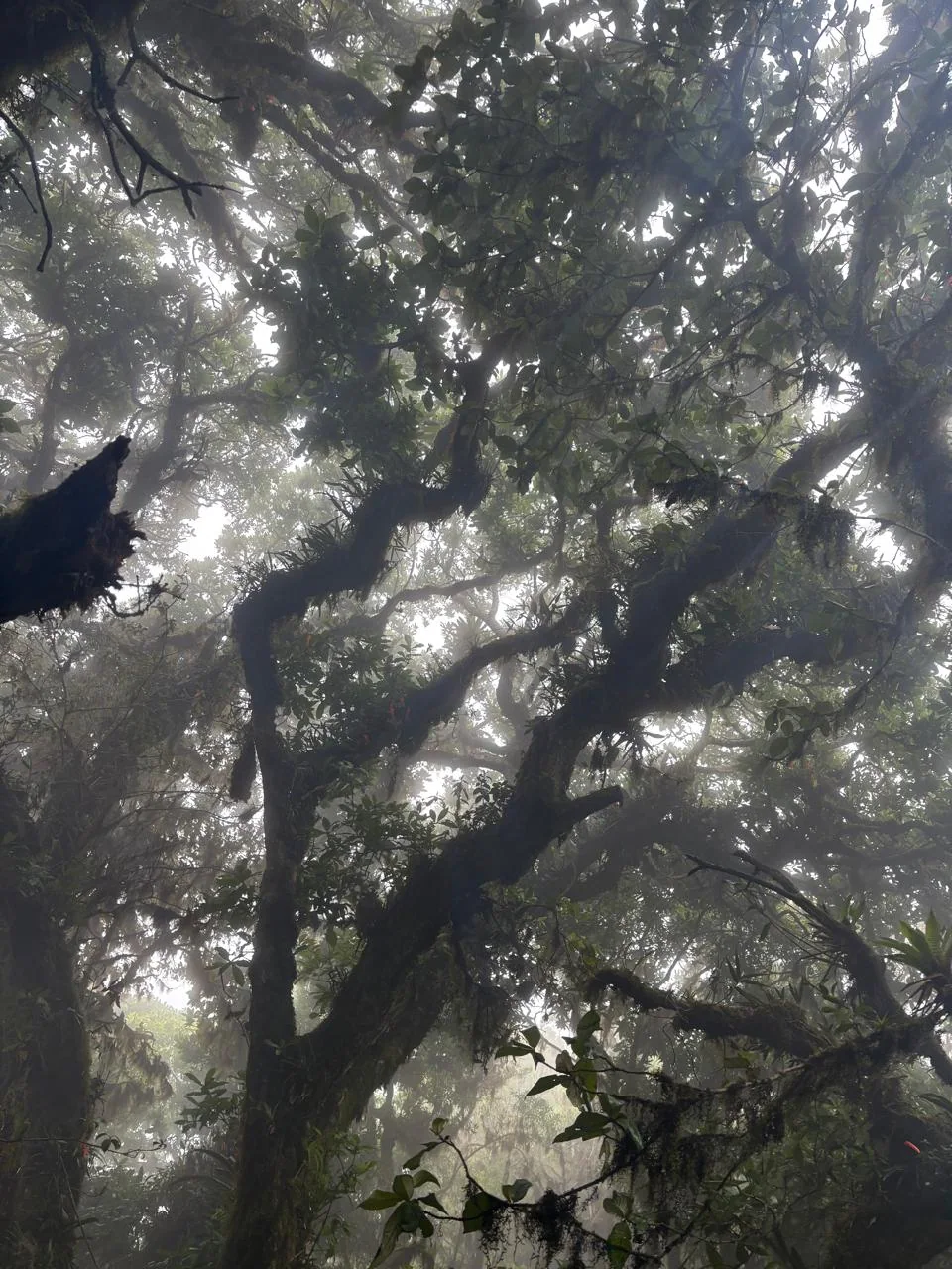 Mist filtering through the forest at Pico Blanco