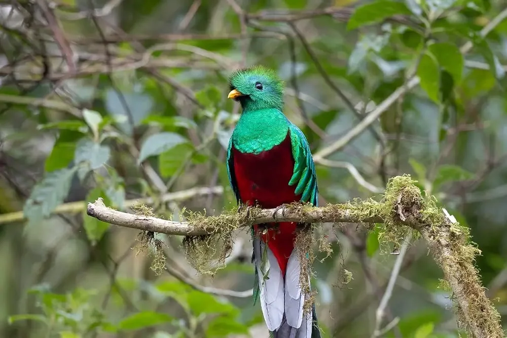 Resplendent quetzal perched on a forest branch