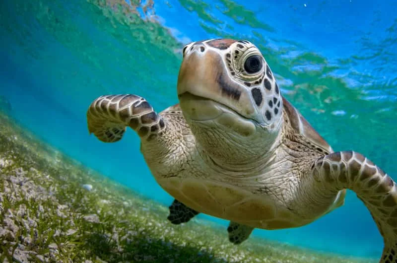 Sea turtle swimming through clear blue water