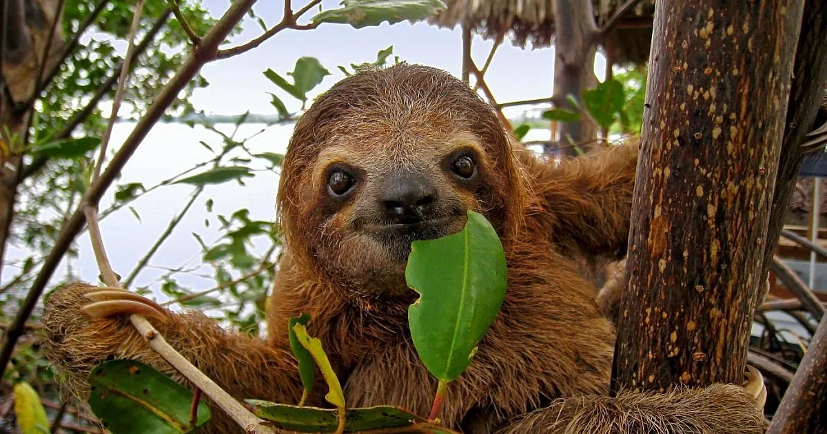 Sloth holding a green leaf in a Costa Rica tree