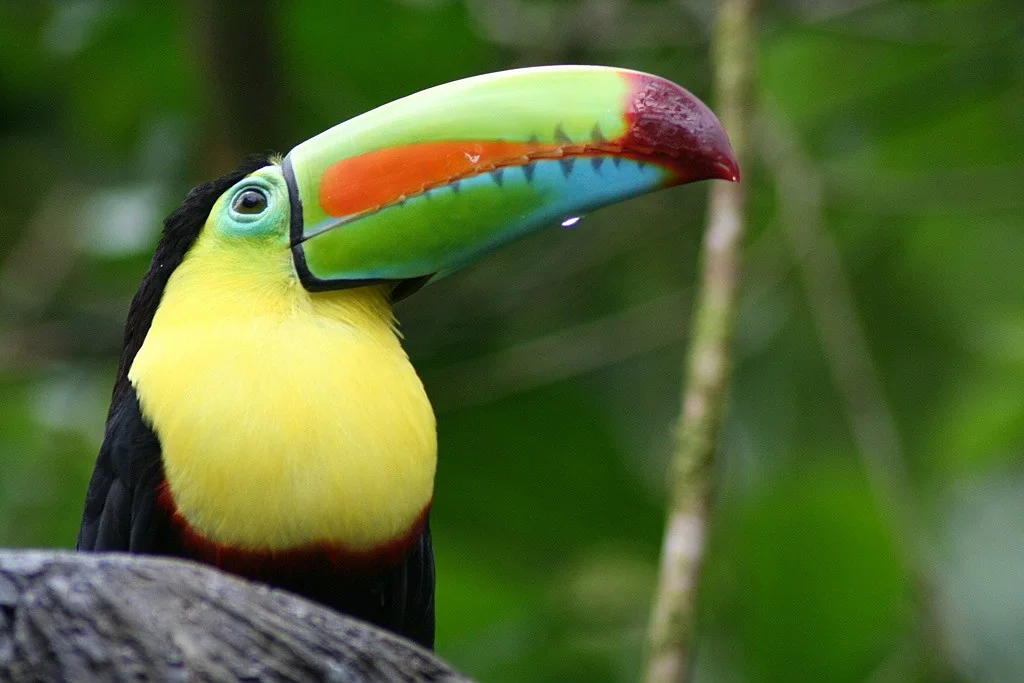 Carara National Park & Crocodile Safari