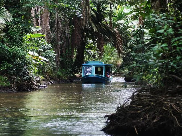 Small covered boat navigating a narrow rainforest canal