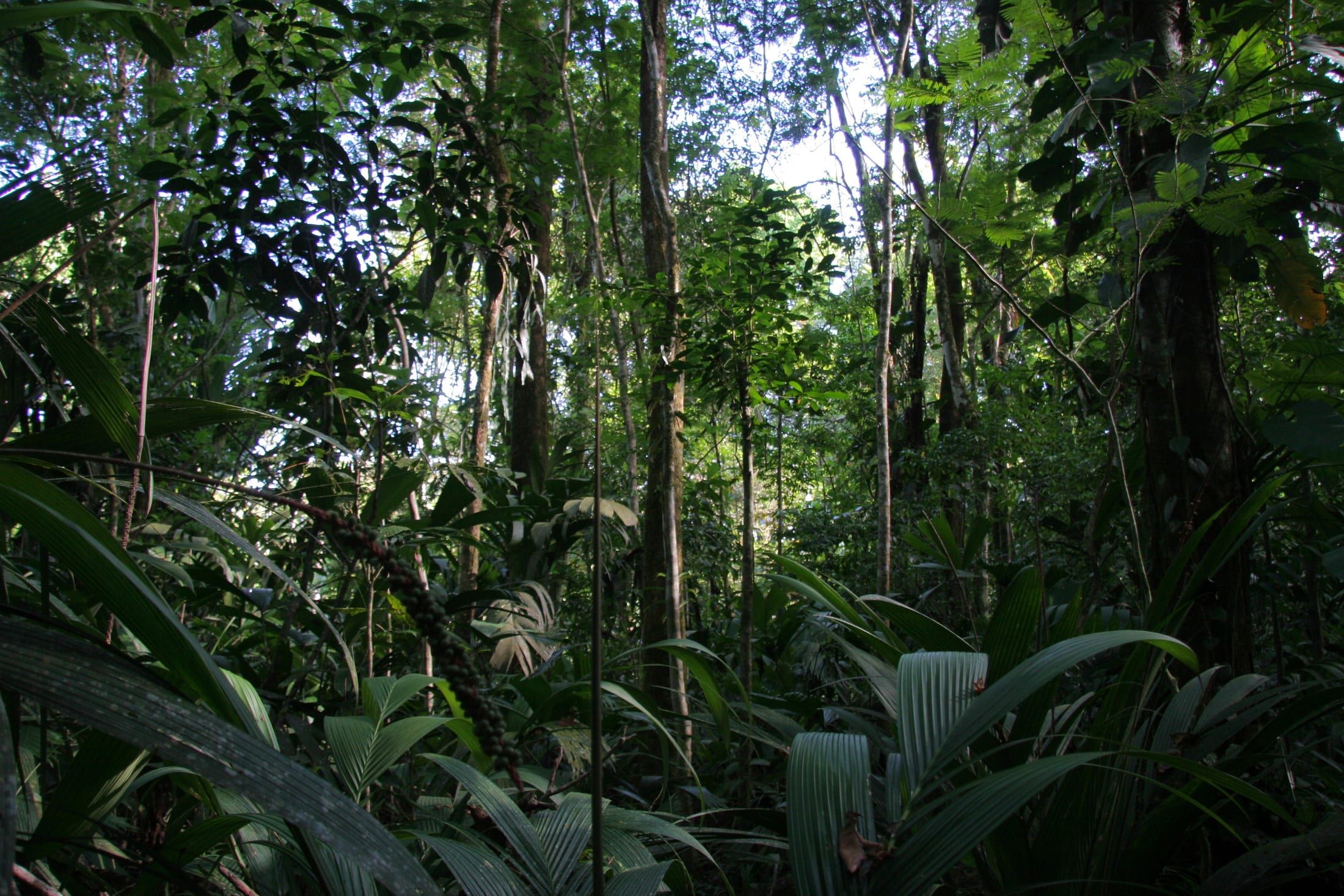 Caño Harold canal inside Tortuguero National Park