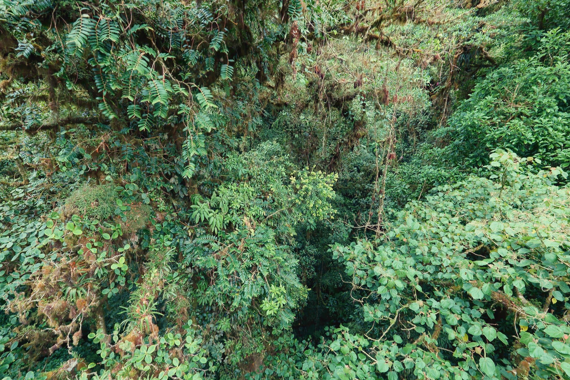 Monteverde Cloud Forest trail
