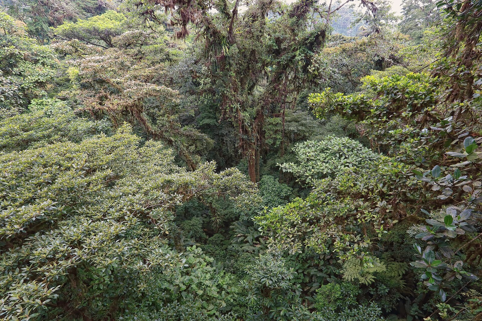 Dense rainforest canopy in Monteverde Cloud Forest, Costa Rica