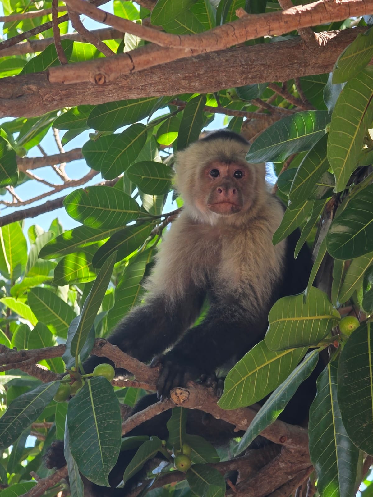 Monkey observation area — approximately 30 minutes. Watch for free-ranging white-faced capuchins without touching or feeding them; sightings are possible, not guaranteed.