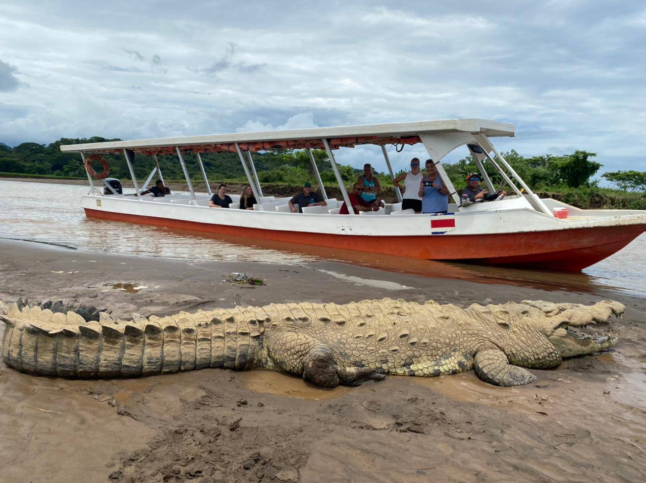 River and mangrove wildlife cruise