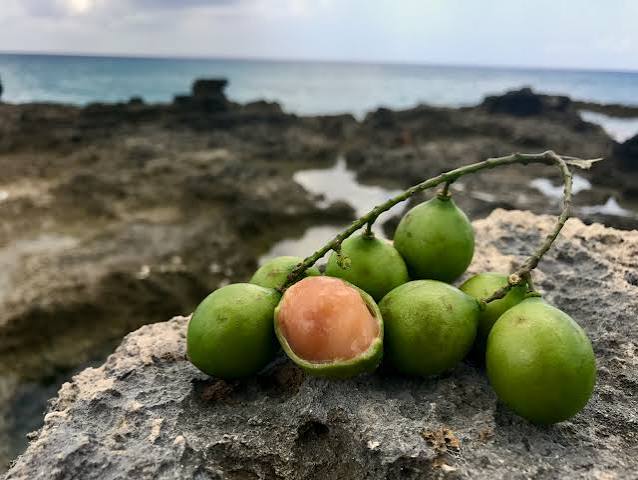 Fresh fruit and Caribbean viewpoints